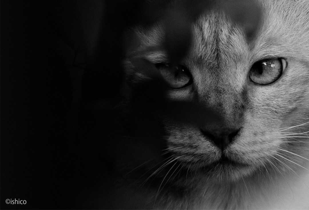 銀座富士フォトギャラリーねこ写真展　～今を生きる猫たちのキオク・キロク～