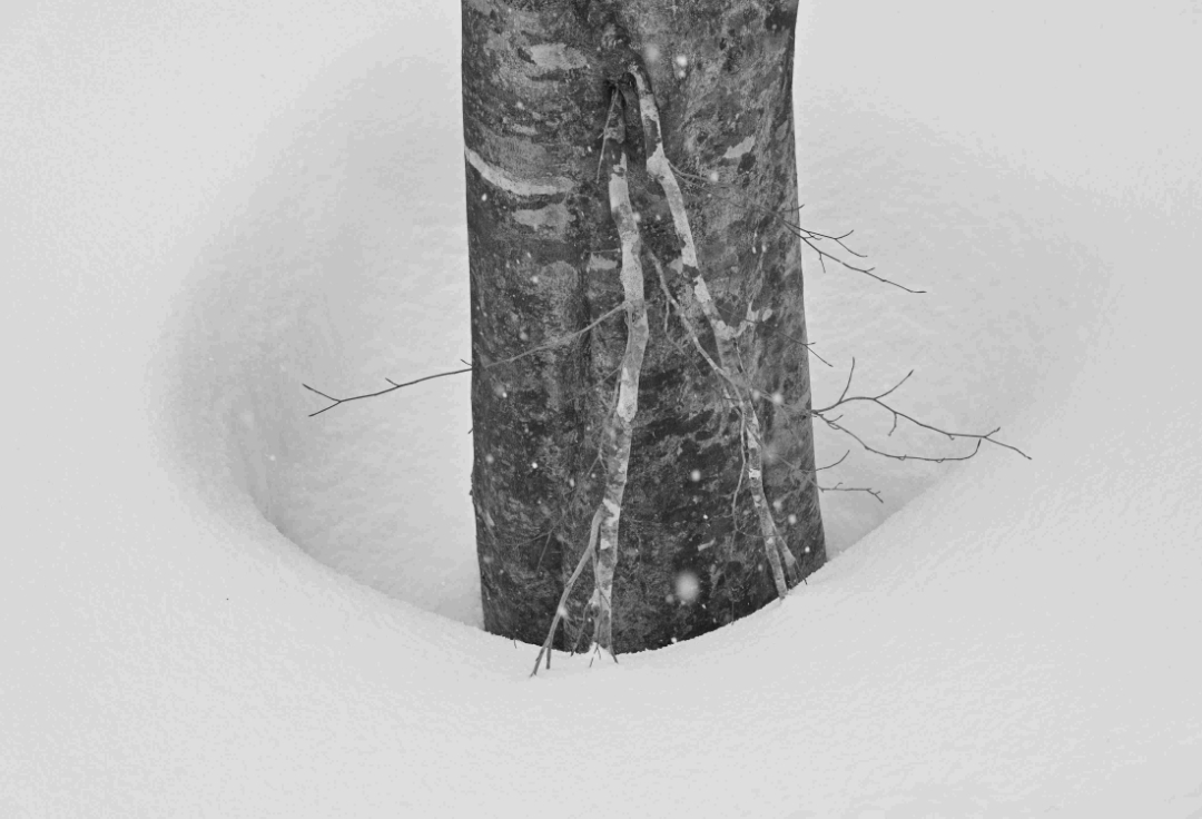 津田浩司写真展<br>白い森<br>~雪ふりつもる森に魅せられて~