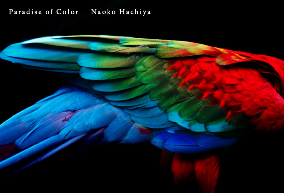 蜂谷直子 写真展<br>Paradise of Color<br>―羽彩色の世界―