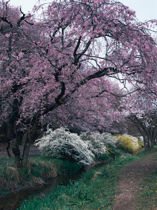 川沿いに咲く桜の写真