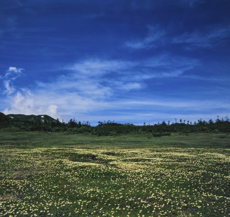 青空の下に広がる高原の花畑の写真