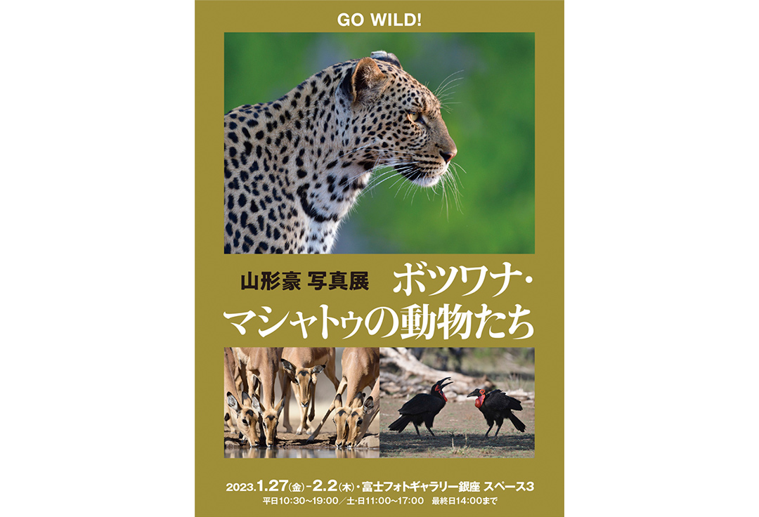 山形豪写真展<br>Go Wild! 「ボツワナ・マシャトゥの動物たち」