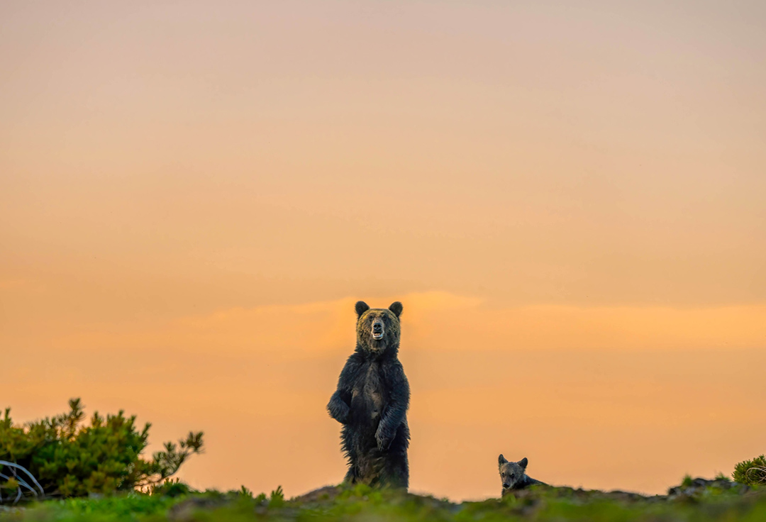 渡辺浩徳写真展<br>「Wildlife（大雪山より）」