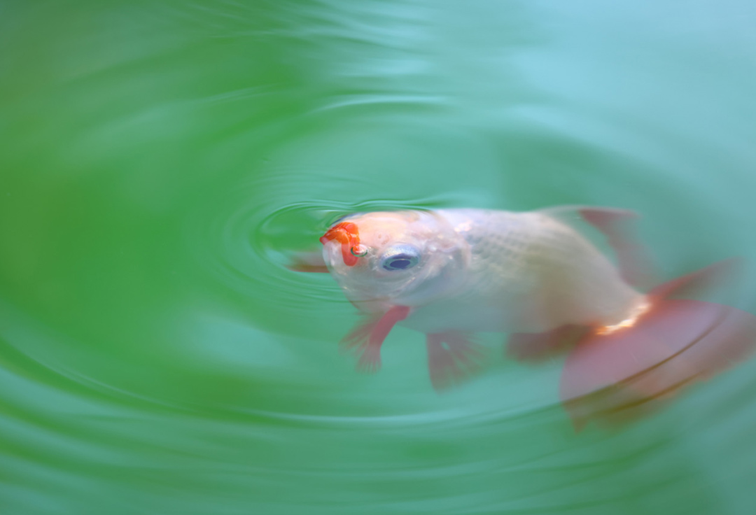 中津原勇気 写真展<br>夢幻 ～Gold Fish～