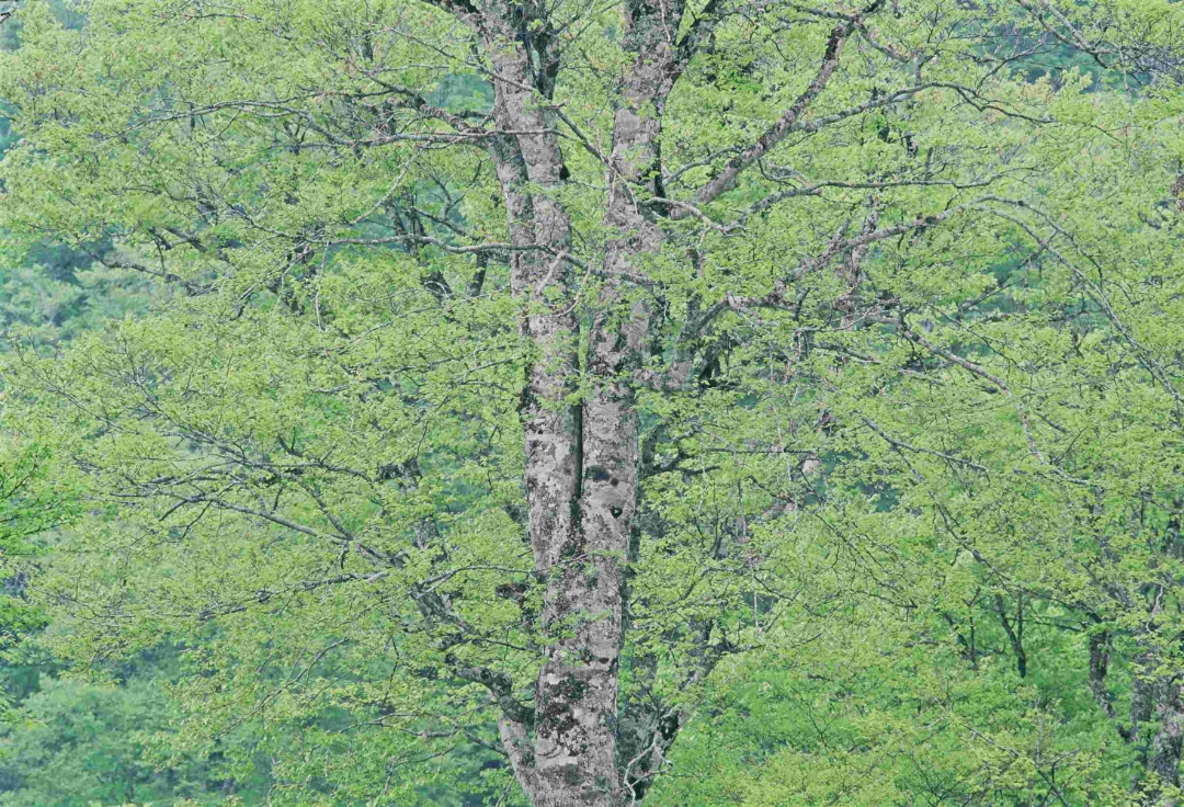 板花恒夫 写真展<br>「美しい緑」