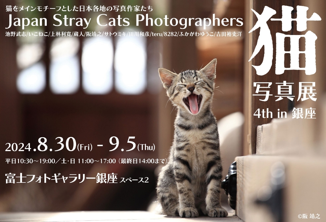 Japan Stray Cats Photographers　猫写真展<br>4th in 銀座