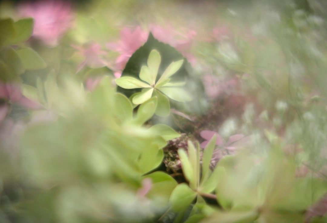 森田雅章写真展<br>妖精たちの小宇宙Ⅶ<br>幻想曲「妖精」