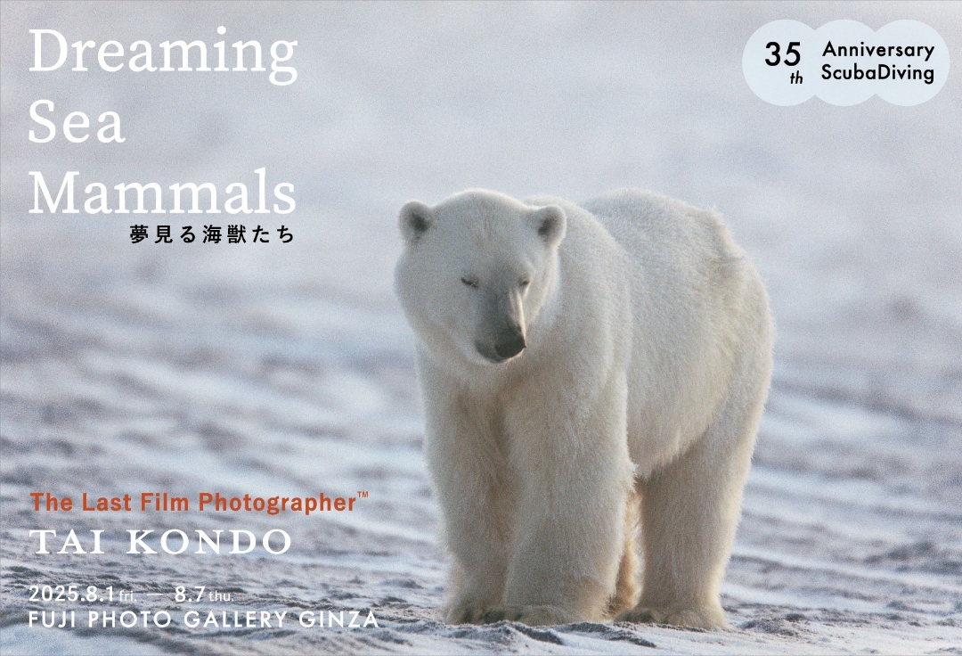 近藤泰写真展<br>Dreaming Sea Mammals<br>- 夢見る海獣たち -