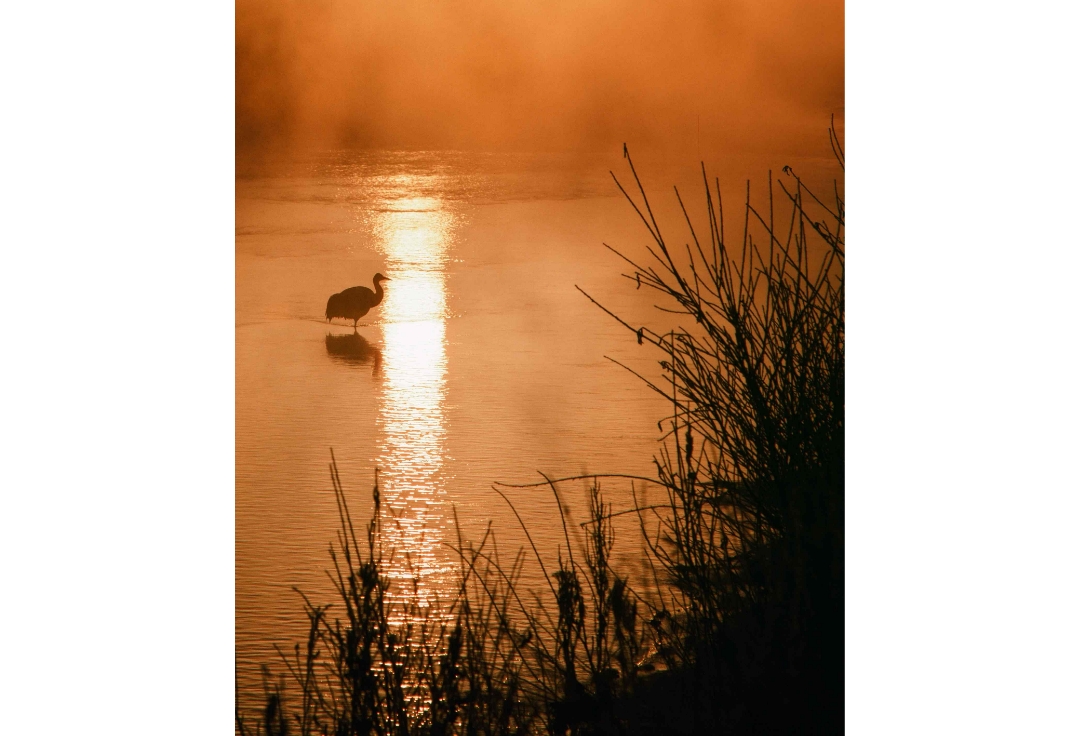 長田好一ミニ写真展<br>丹頂鶴　［北に生きる］