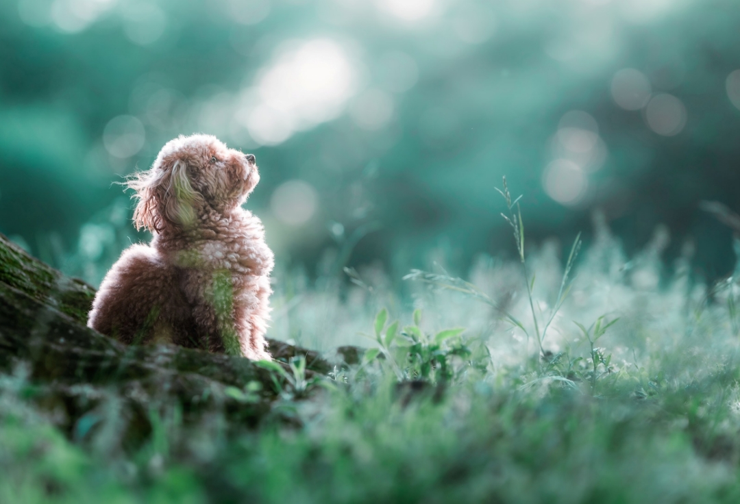 愛犬フォトグラファー tetsu個展<br>クルミがくれた優しい世界