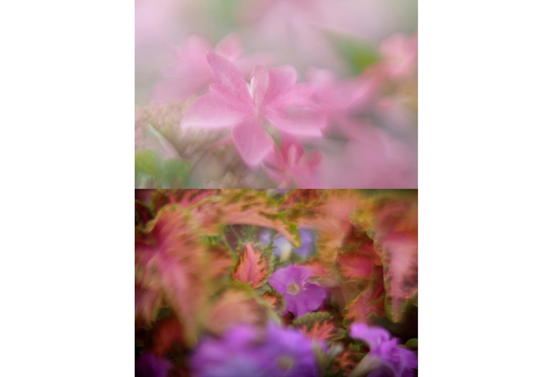 森田雅章写真展<br>妖精たちの小宇宙Ⅷ<br>「夢幻Ⅱ」