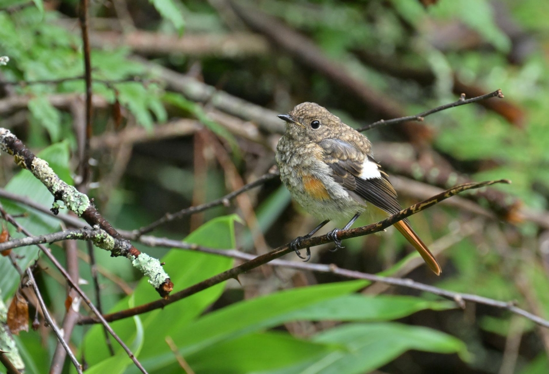 第46回 三菱合同写真展
