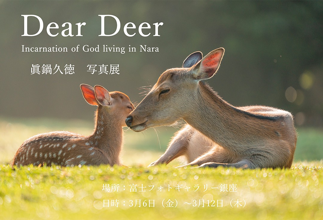 眞鍋久徳写真展 「Dear Deer」