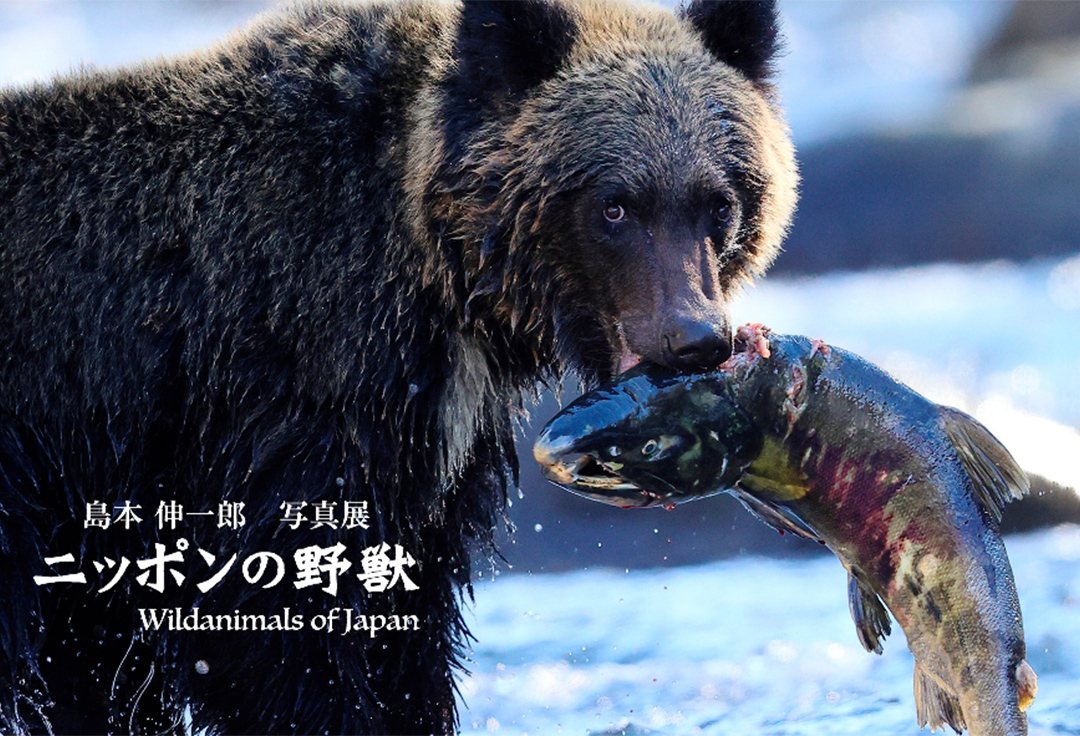 島本伸一郎写真展　「ニッポンの野獣」