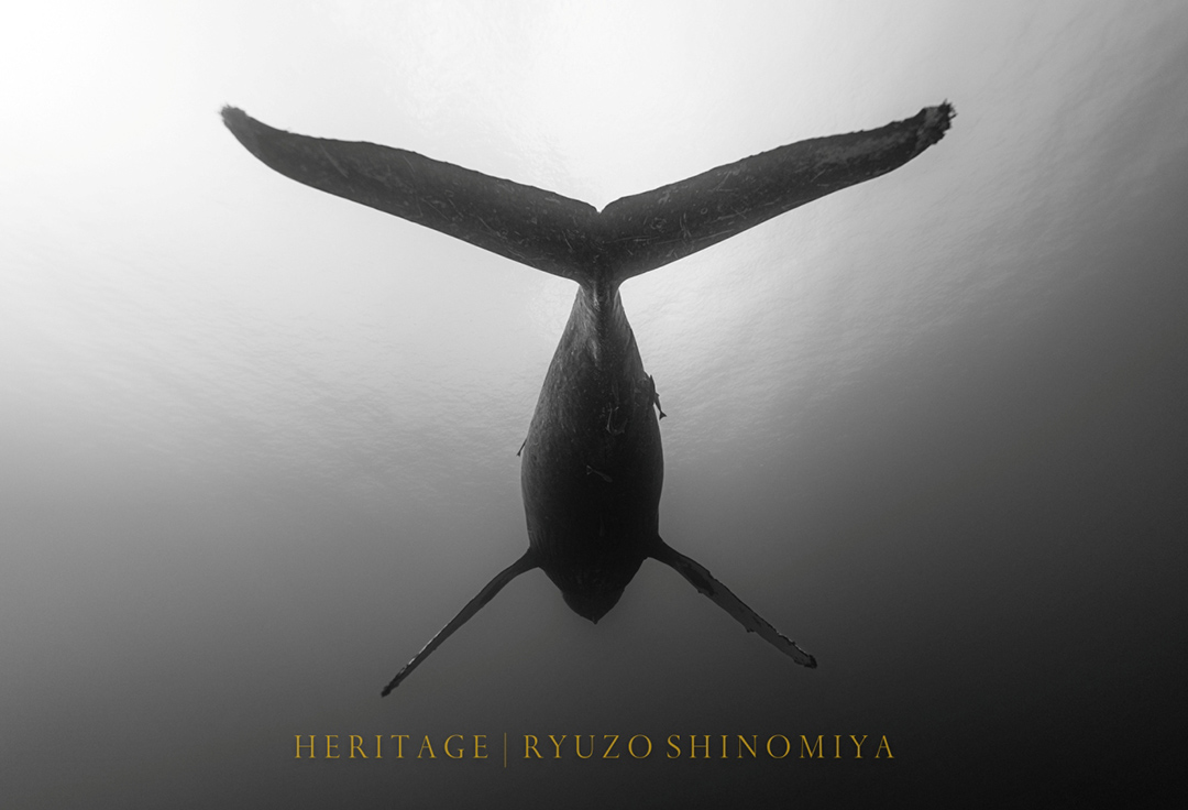 「HERITAGE 世界遺産のクジラたち」<br>篠宮龍三作品展