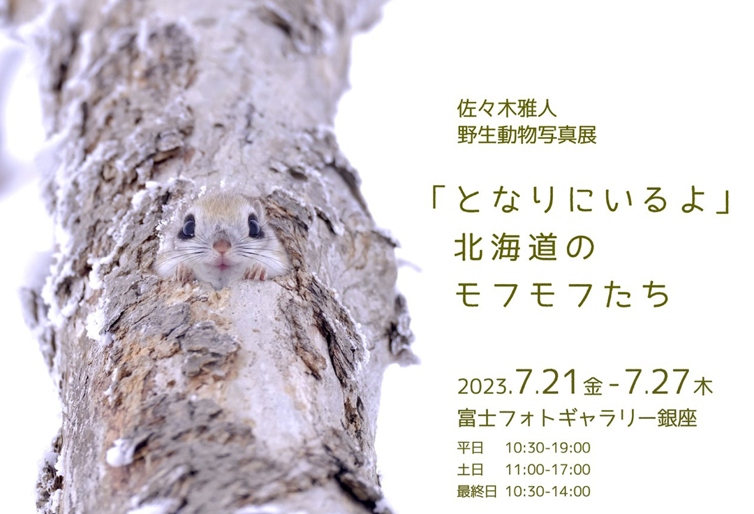 佐々木雅人&nbsp;&nbsp;野生動物写真展<br>「となりにいるよ」北海道のモフモフたち