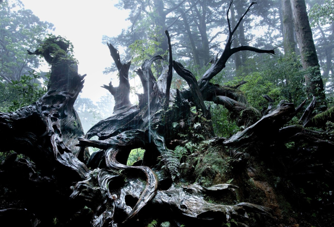関谷智彦写真展　forest of yakushima