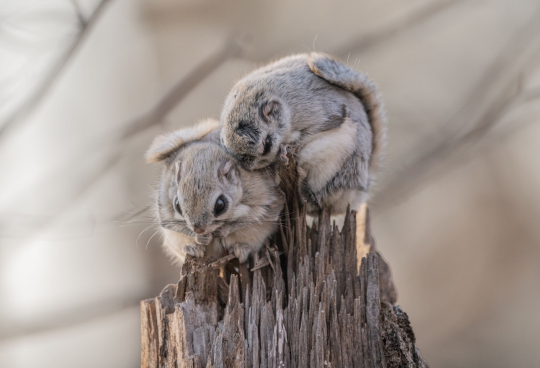 吉田隼三写真展<br>fairy tale -野生の中の物語-