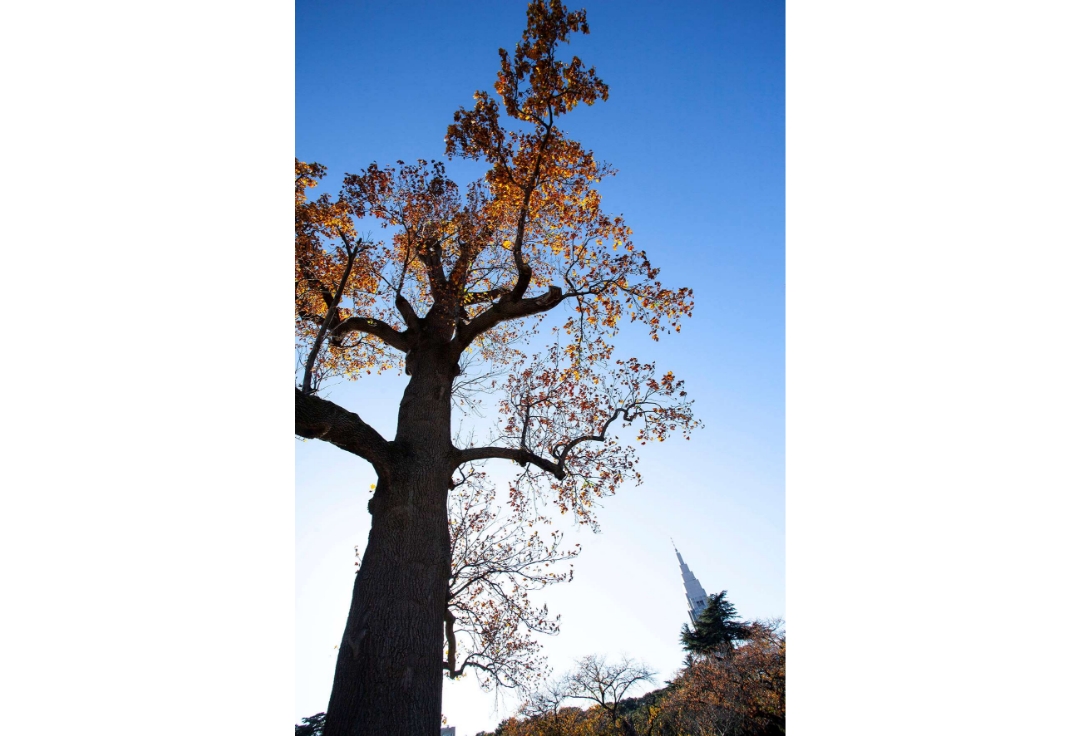 フローライトクラブ写真展