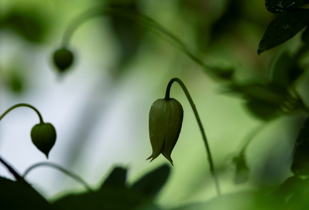 第16回 こだわり花クラブ写真展