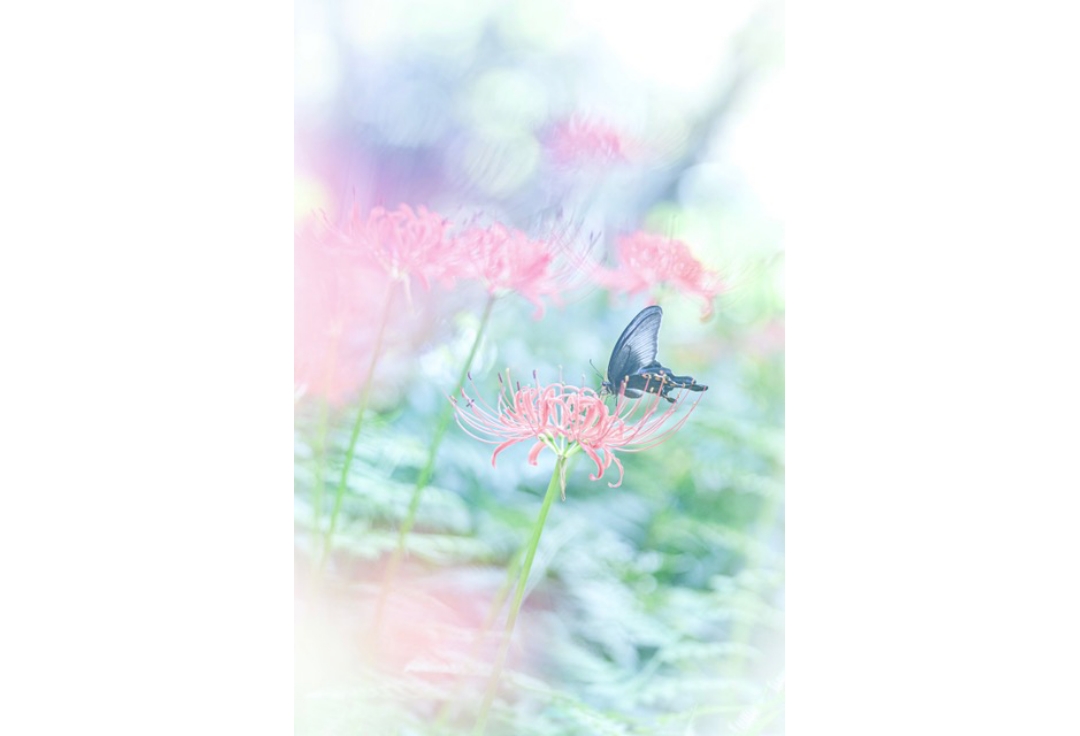 ウスキヨシミ写真展<br>『ある窓』