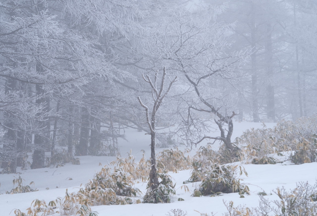 谷口弘之<br>幽玄閑寂なる木々