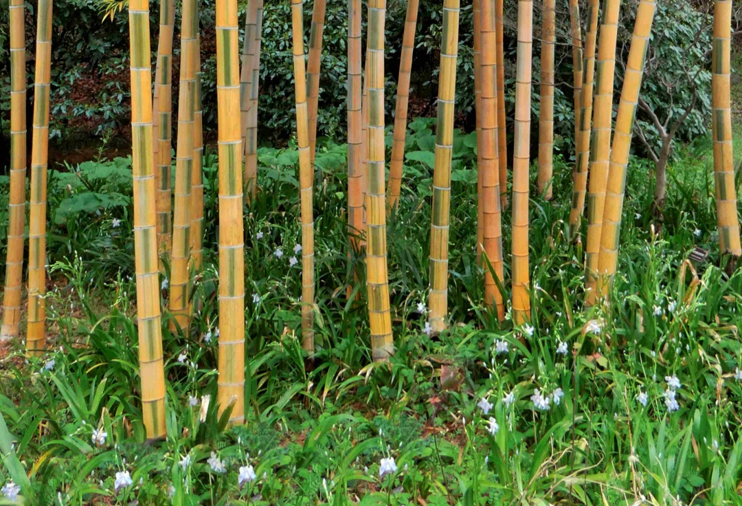 フォトクラブ彩 写真展<br>『彩りの世界21』